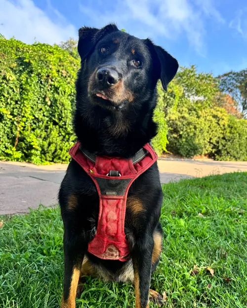 Tao, son beauceron de 45 kg, assis dans l’herbe avec son harnais rouge