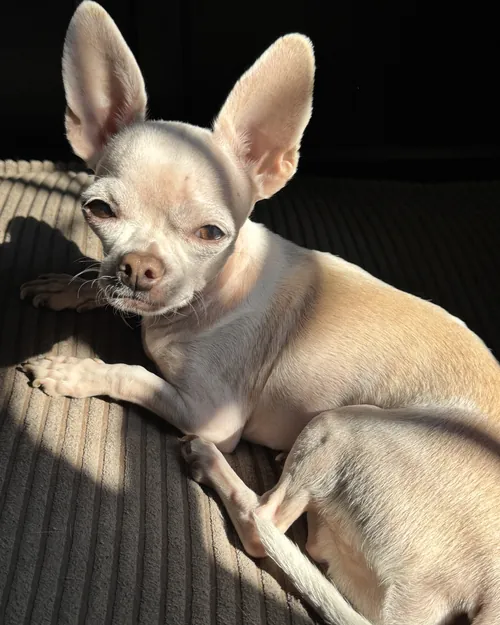 Baloo, son chihuahua, couché dans un rayon de soleil