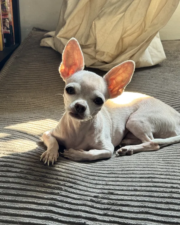 Le chihuahua couché au soleil sur un lit, rayé par la lumière d’une fenêtre