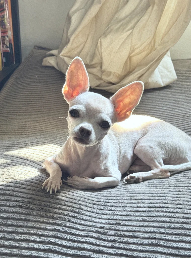 Son chihuahua couché au soleil, les oreilles dressées
